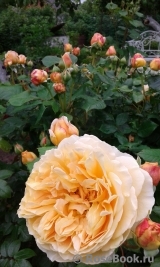 Crown Princess Margareta® Crown Princess Margareta®