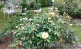 Crown Princess Margareta® Crown Princess Margareta®