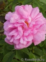 Ispahan Ispahan