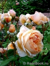 Crown Princess Margareta® Crown Princess Margareta®