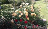 Crown Princess Margareta® Crown Princess Margareta®