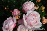 Kordes' Rosenfaszination ® Kordes' Rosenfaszination ®