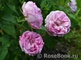 Honorine de Brabant Honorine de Brabant