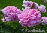 Ispahan Ispahan