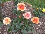 Ashram Ashram