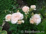 Johann Strauss Johann Strauss