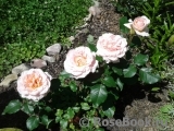Johann Strauss Johann Strauss