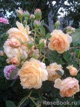 Crown Princess Margareta® Crown Princess Margareta®