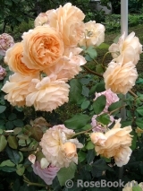 Crown Princess Margareta® Crown Princess Margareta®