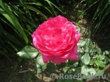Decor Rose Decor Rose