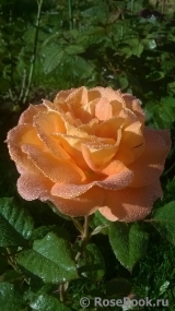 Konigin der Rosen Konigin der Rosen