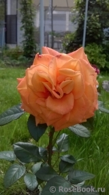 Konigin der Rosen Konigin der Rosen