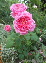 Princess Alexandra of Kent Princess Alexandra of Kent