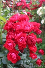 Black Forest Rose ® Black Forest Rose ®