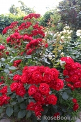 Black Forest Rose ® Black Forest Rose ®