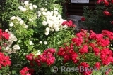 Black Forest Rose ® Black Forest Rose ®