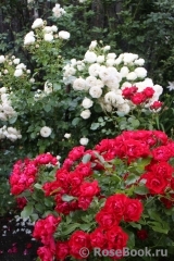Black Forest Rose ® Black Forest Rose ®