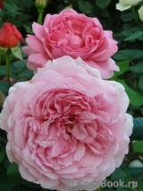 Princess Alexandra of Kent Princess Alexandra of Kent