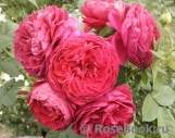 Ascot Ascot