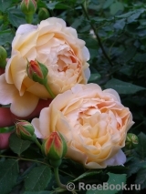 Crown Princess Margareta® Crown Princess Margareta®