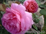 Princess Alexandra of Kent Princess Alexandra of Kent