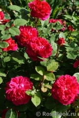 Sophy’s Rose Sophy’s Rose