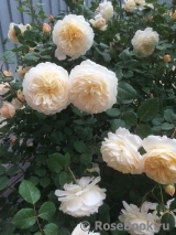Crocus Rose® Crocus Rose®