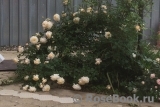 Crocus Rose® Crocus Rose®