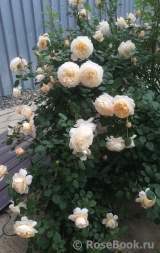 Crocus Rose® Crocus Rose®