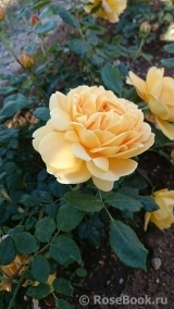 Golden Celebration® Golden Celebration®
