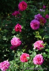 Princess Anne Princess Anne