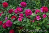 Sophy’s Rose Sophy’s Rose