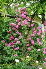 Zephirine Drouhin Zephirine Drouhin