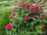 Sophy’s Rose Sophy’s Rose