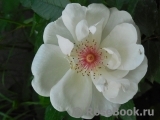 Jacqueline du Pre Jacqueline du Pre