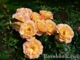 Rosemary Harkness Rosemary Harkness