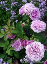 Lavender Ice Lavender Ice