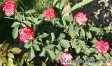 Spanish Dancer Spanish Dancer
