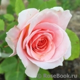 Johann Strauss Johann Strauss