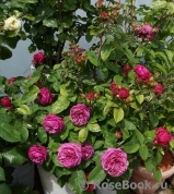 Heidi Klum Rose Heidi Klum Rose