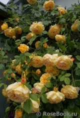 Golden Celebration® Golden Celebration®