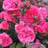 Rosarium Uetersen Rosarium Uetersen