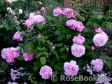 Mary Rose Mary Rose