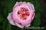 The Alnwick Rose The Alnwick Rose