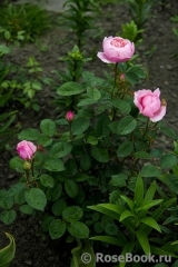 The Alnwick Rose The Alnwick Rose