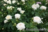 Madame Anisette ® Madame Anisette ®