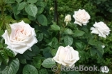 Madame Anisette ® Madame Anisette ®
