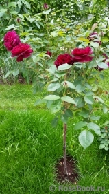 Darcey Bussell Darcey Bussell