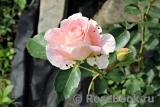 Rokoko Rokoko