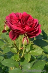 Darcey Bussell Darcey Bussell